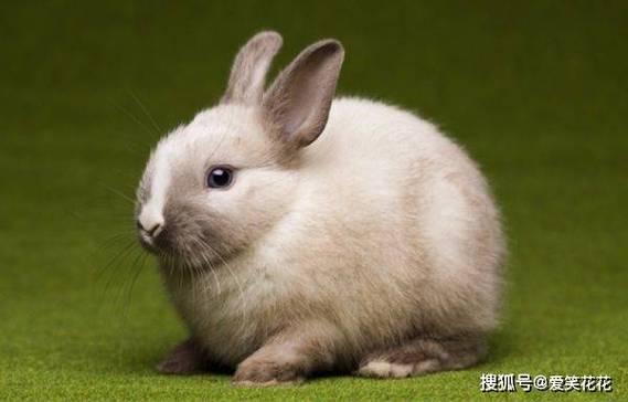 梦见陌生人跳楼死了是什么意思