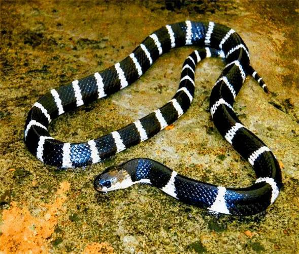 梦见险被大水冲走_梦见被大水冲走了