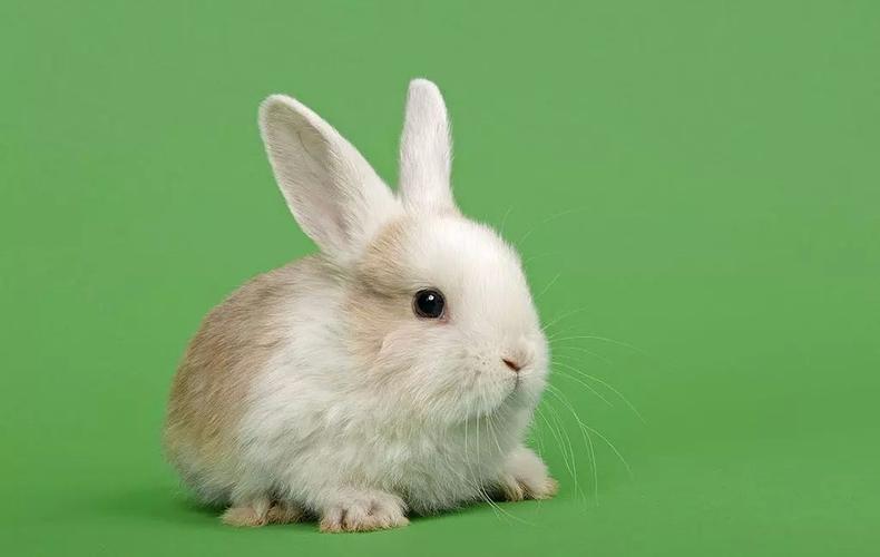 农村住宅厕所风水