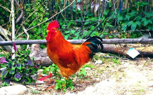 风水项目培训班 曾凡林风水培训班费用多少